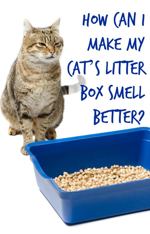 make litter box smell better