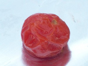 poor tomato