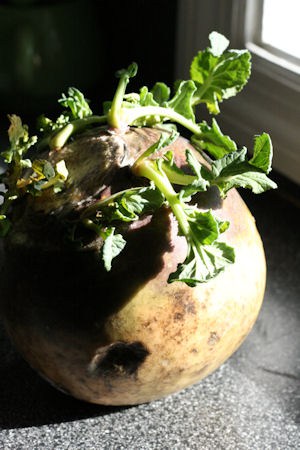 Rutabaga Rutabaga