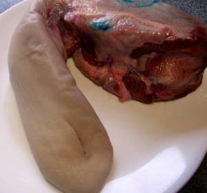 Boiled Beef Tongue - with a piercing hard core cow